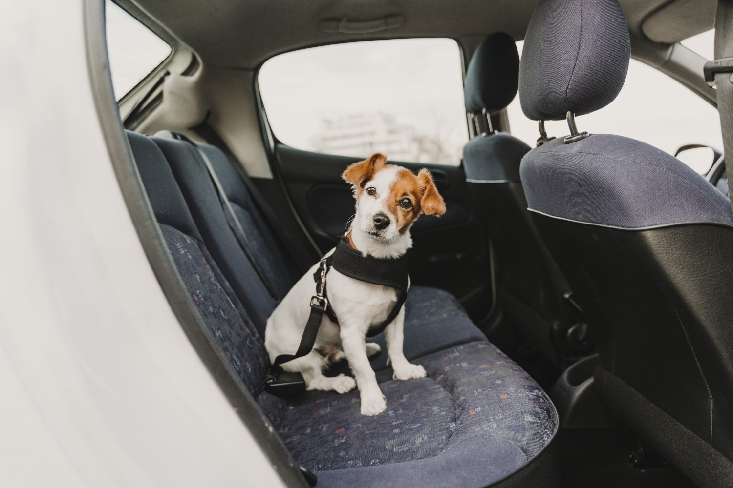 Bilsele (bilbälte) din hund vad ska man på